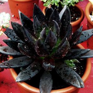 Echeveria affinis – Black Echeveria
