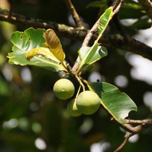 Calophyllum Tree Info: Learn About Growing The Beauty Leaf Tree