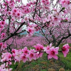 春休み家族と行きたい桃の名所特集！