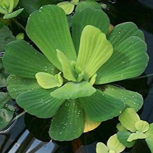 Care Of Water Lettuce: Info And Uses For Water Lettuce In Ponds