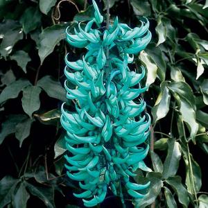 Growing Jade Vines: Care Of Jade Vines Indoors And Out