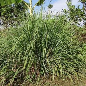Lemongrass Companion Plants – What To Plant With Lemongrass