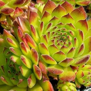 Houseleek: Superstitions, Hystory and Medicinal Benefits