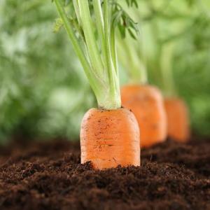 Plagas, enfermedades y fisiopatías en cultivo de zanahorias