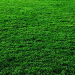 16 Effective Lawn Care and Maintenance Tips