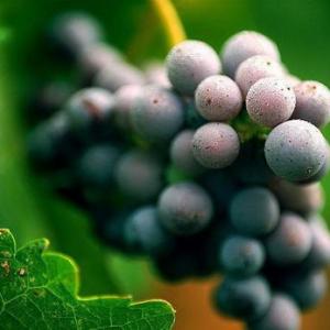 How to Grow Grapes from Seed