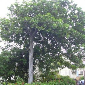 Carrotwood Tree Information: Tips On Carrotwood Tree Care In Landscapes