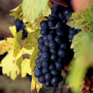 How Long Does It Take for Grape Vines to Produce Grapes?