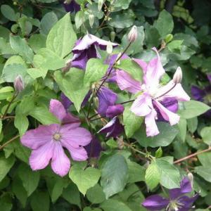 How to Deal with Clematis Wilt