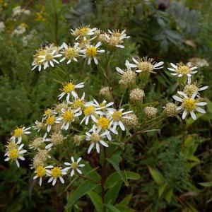 Flat-Topped Aster