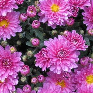 5 kinds of wrong ways to raise chrysanthemums