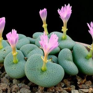 Conophytum wettsteinii – Cone Plants