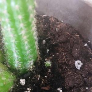 what are these red bulbs forming on my cactus? and is it normal for the babies to grow right behind the parent plant?