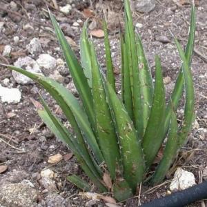 Lechuguilla: A Short Plant with a Long History