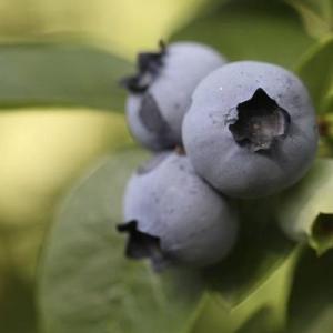 Are Coffee Grounds Good for Blueberry Plants?