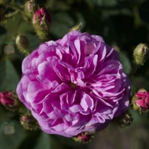 Centifolia (Provence) - Rosas Centifolias