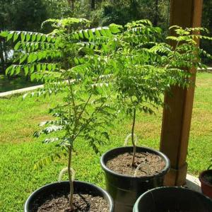 Neem Tree Information: Learn How To Grow A Neem Tree
