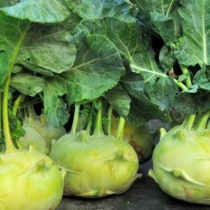 What Can I Put on the Turnip Greens in My Garden to Keep the Bugs Off?