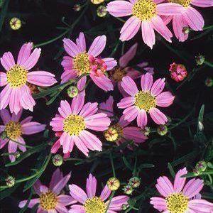 Coreopsis rosea – Pink Tickseed