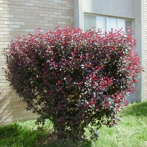 Pruning Plum Leaf Sand Cherry: When And How To Prune A Purple Leaf Sand Cherry