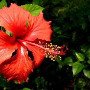 马来西亚国花—扶桑