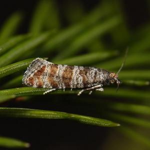 Pine shoot moths