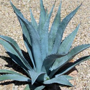 Therapeutic Uses, Benefits and Claims of Agave americana