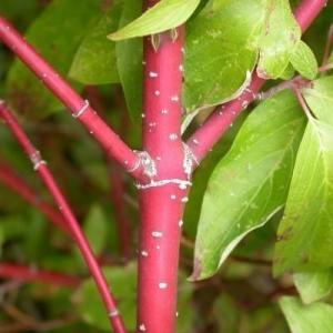 Red Twig Dogwood Care: Tips For Growing A Red Twig Dogwood
