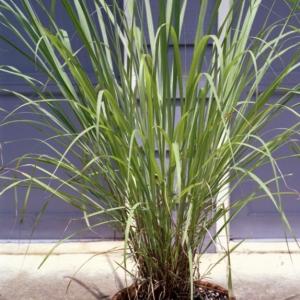 Growing Lemongrass Indoors: Tips On Planting Lemongrass In Pots