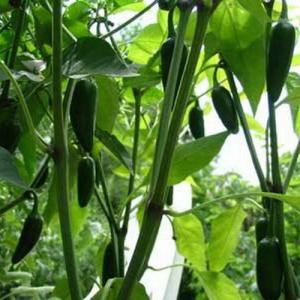 Cultvar chiles jalapeños en casa