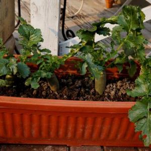 Windowsill Vegetable Gardening | 11 Best Vegetables To Grow On Windowsill