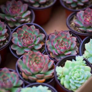How to Grow Healthy Succulent Plants