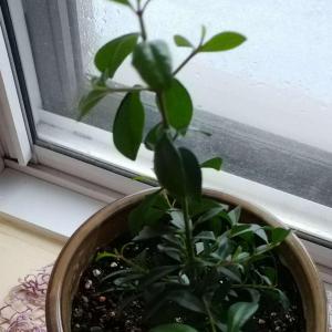 can anyone identify this plant? it was sold as a bonsai?
