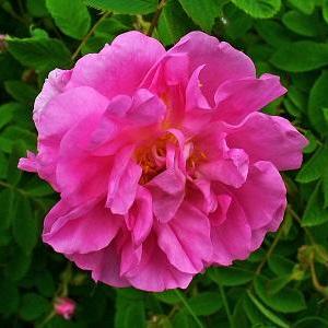 Gallica - Rosas gallica