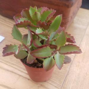 did a bit of shopping at the weekend. lots of Sedums and a beautiful Echeveria 'Duchess of Nuremberg'