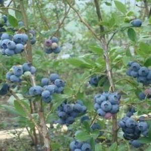 How to Plant Blueberries in Phoenix, Arizona