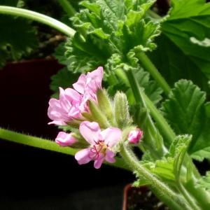 Attar Of Rose Geraniums: Learn About Scented Attar Of Roses