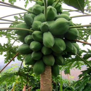 How to Grow Papaya | Growing Papaya Tree and Care