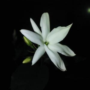 印度尼西亚国花—毛茉莉