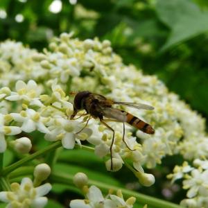 Sambucus canadensis