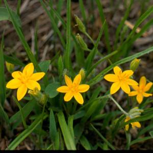 Hypoxis hirsuta