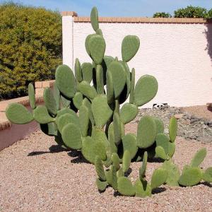 Opuntia Barbary Fig Info: How To Grow A Barbary Fig Plant
