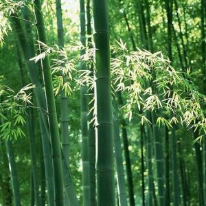 Modernize Your Garden With Bamboo
