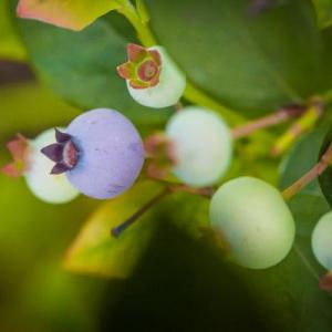 How to Sweeten Blueberries After Harvest
