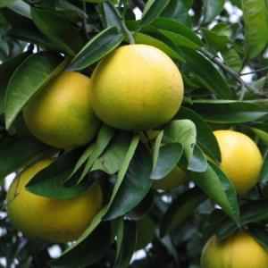 柑橘類（デコポンなど交雑品種）の育て方