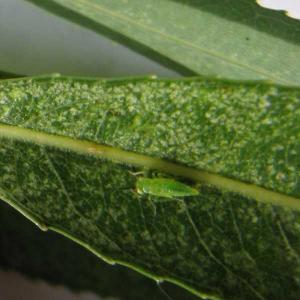 Leafhoppers and planthoppers