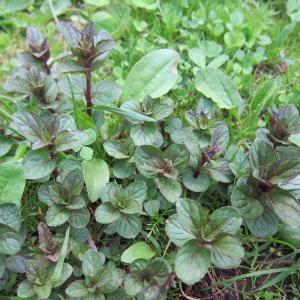 Growing Chocolate Mint: How To Grow And Harvest Chocolate Mint