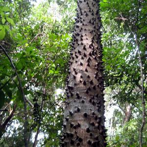 What Is A Sandbox Tree: Information About Sandbox Tree Exploding Seeds