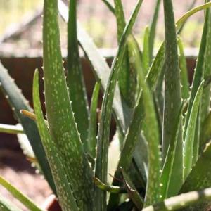 40 Amazing Uses for Aloe Vera