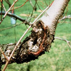 Gummosis of Fruit Trees